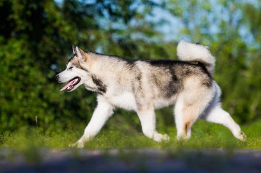 Yürüyüşe çıkan köpek Alaska Malamute.