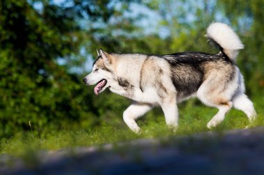 Yürüyüşe çıkan köpek Alaska Malamute.