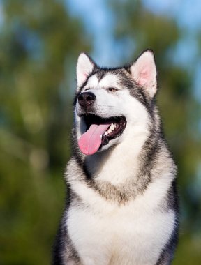 Köpek yana bakıyor, Alaska Malamute.