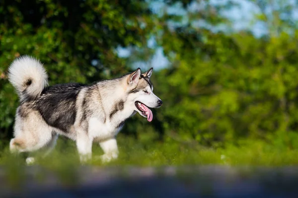 Hund Springer Sidled Alaskan Malamute — Stockfoto