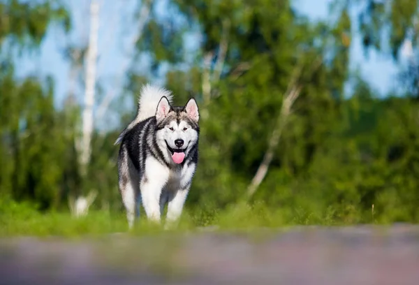 Cão Grama Verde Verão Malamute Alasca — Fotografia de Stock