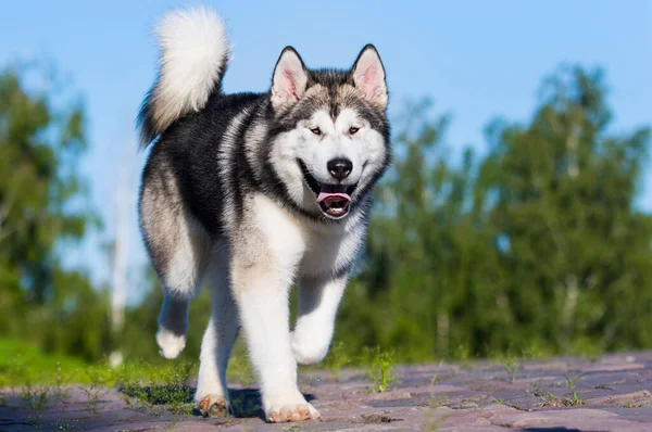 Cão Corre Para Passeio Verão Malamute Alasca — Fotografia de Stock