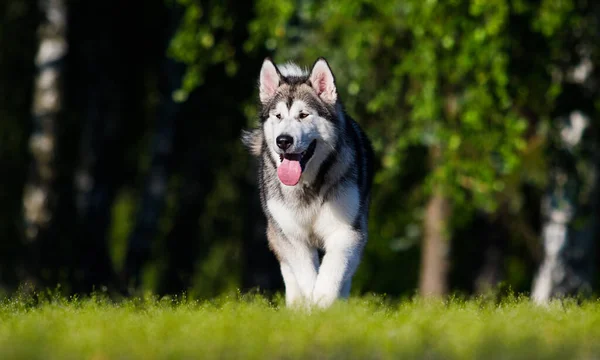 Cão Para Passeio Verão Malamute Alasca — Fotografia de Stock