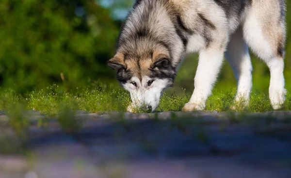 Pies Wąchający Ślad Alaskan Malamute — Zdjęcie stockowe