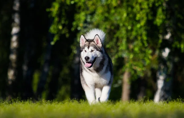 Yürüyüşe Çıkan Köpek Alaska Malamute — Stok fotoğraf