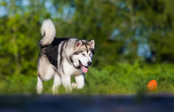 Cão Corre Para Passeio Verão Malamute Alasca — Fotografia de Stock