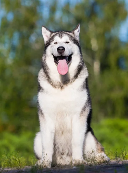 坐着的狗 阿拉斯加人 — 图库照片