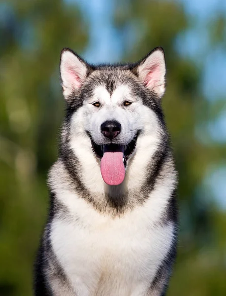 Σκύλος Που Ατενίζει Μπροστά Malamute Αλάσκα — Φωτογραφία Αρχείου