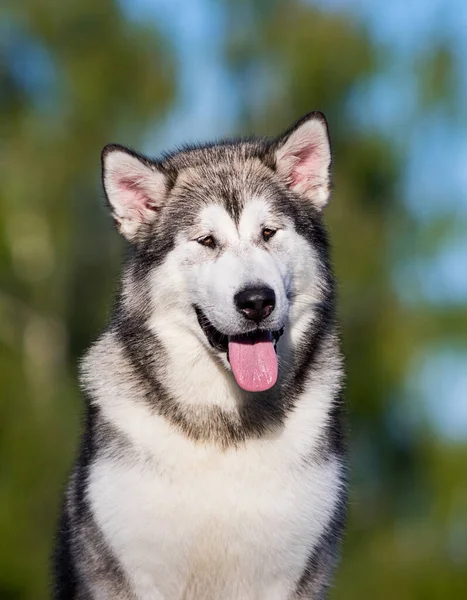 Hond Kijkt Vooruit Alaskan Malamute — Stockfoto