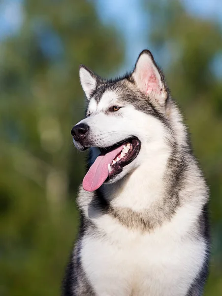 Perro Mirando Hacia Los Lados Alaska Malamute — Foto de Stock