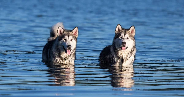 Dois Cães Perto Água — Fotografia de Stock