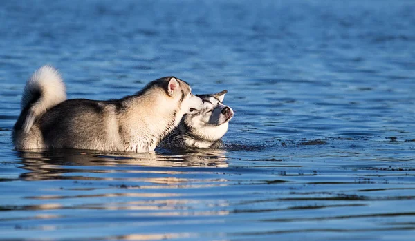 水中に2匹の犬がいて — ストック写真