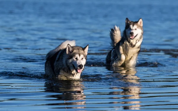Δύο Σκυλιά Τρέχουν Στο Νερό — Φωτογραφία Αρχείου