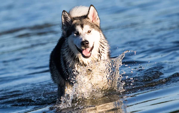 Dog Runs Sea Alaskan Malamut — Stock Photo, Image