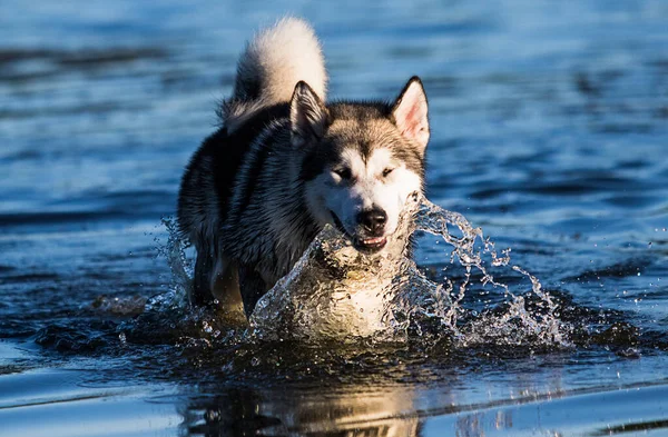 Собака Біжить Морі — стокове фото
