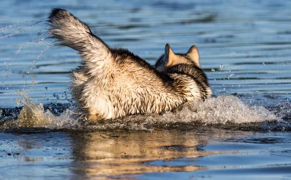 犬は海を走り — ストック写真