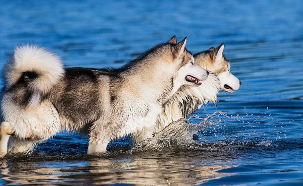 2匹の犬が水中を走り — ストック写真