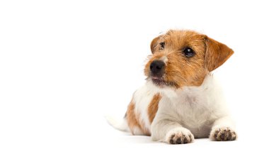 Köpek yalan söyler ve beyaz arka plana bakar, Jack Russell 'ı çiftleştirir.