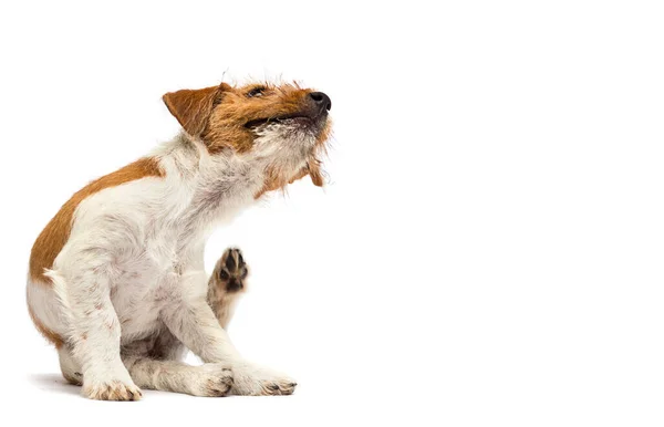 Cão Arranhando Pata Alergias Pulgas Fundo Branco — Fotografia de Stock