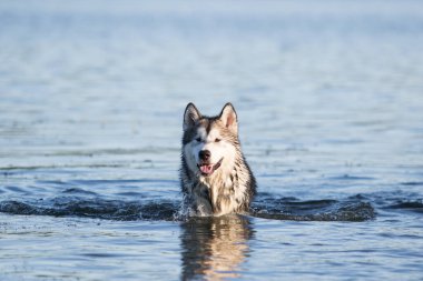 Köpekler yazın nehir suyunda yıkanır.