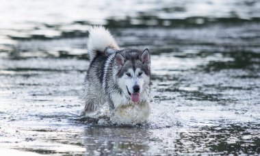 Yazın nehirde bir köpek