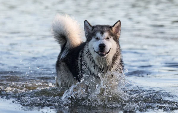 犬が川で入浴し — ストック写真