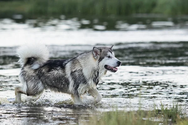 夏に川の水の中の犬は — ストック写真