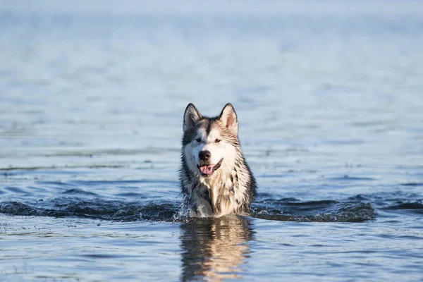 夏は川の水の中の犬風呂 — ストック写真