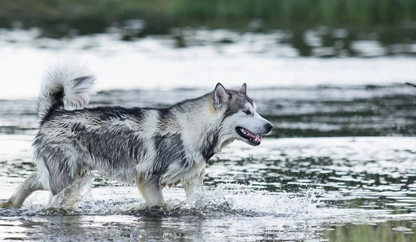 Σκύλος Στο Νερό Του Ποταμού Καλοκαίρι — Φωτογραφία Αρχείου