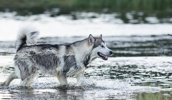 Perro Agua Del Río Verano —  Fotos de Stock