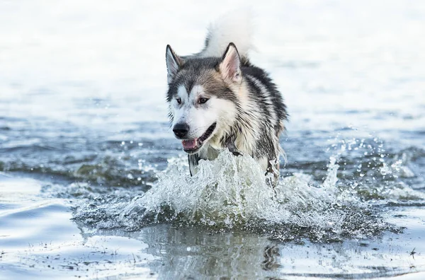 犬が川で入浴し — ストック写真