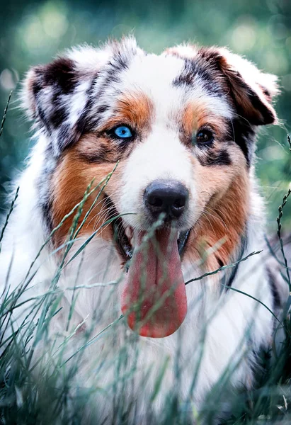 Merle Dog Portrait Backlight — стоковое фото