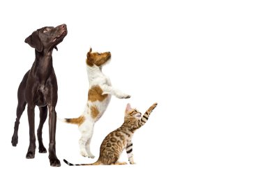 Bir grup hayvan beyaz arka planda yana bakıyor.