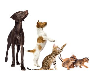 Bir grup hayvan beyaz arka planda yana bakıyor.