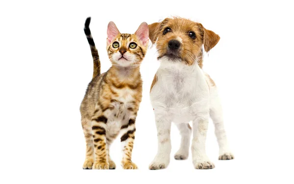 Kočka Pes Těšit Společně Bílém Pozadí — Stock fotografie