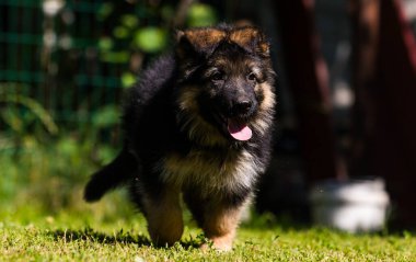 Alman çoban köpeği yeşil çimlerin üzerinde