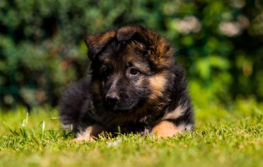 Alman çoban köpeği yeşil çimlerin üzerinde