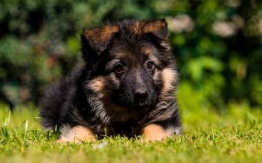 Alman çoban köpeği yeşil çimlerin üzerinde