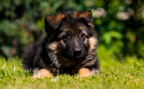 德国牧羊犬在绿草上 — 图库照片