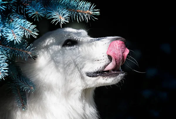 white dog licks its lips under the tree