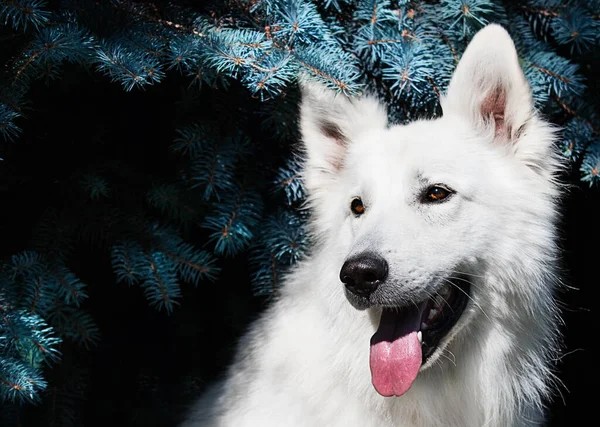 Bílý Pes Vykukující Zpod Stromu — Stock fotografie