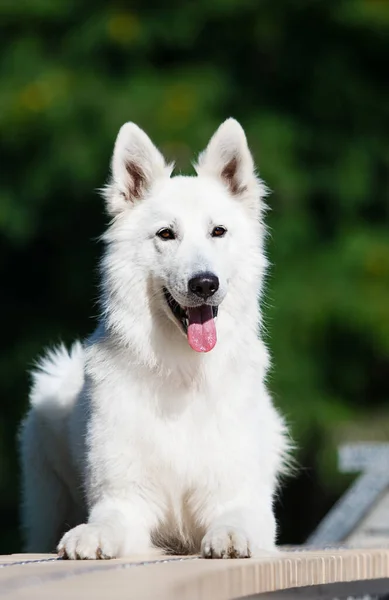 Beyaz Sviçreli Köpek Dışarı Bakıyor — Stok fotoğraf