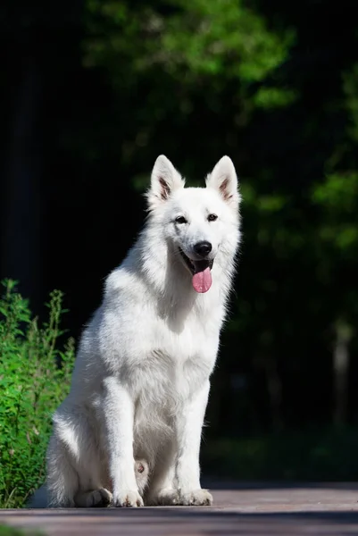 屋外を見ている犬 白いスイスの羊飼い — ストック写真