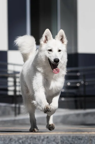 白い犬は階段を駆け上がり — ストック写真
