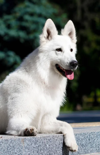 Biały Szwajcarski Pies Pasterski Leżący Schodach — Zdjęcie stockowe