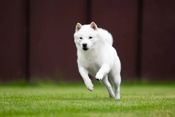 緑の芝生の上で北海道犬の品種 — ストック写真