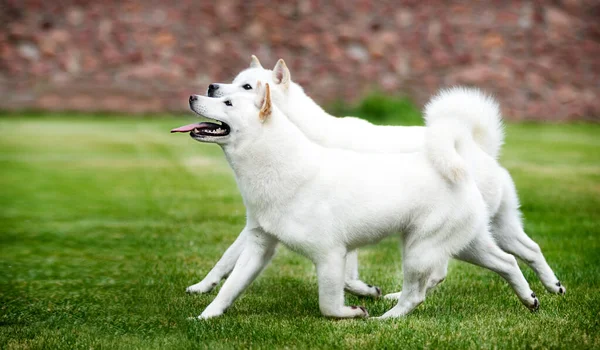 Две Хоккайдо Собаки Зеленой Траве — стоковое фото