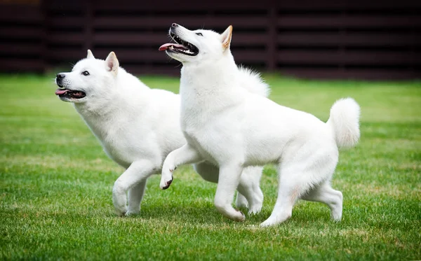 緑の芝生の上に2匹の北海道犬 — ストック写真