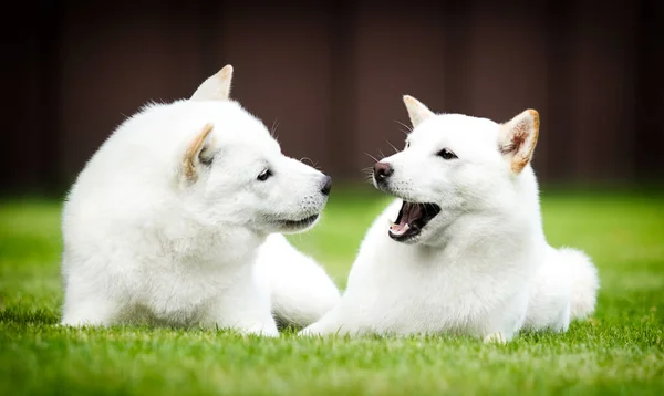 Dwa Psy Leżące Razem Zielonej Trawie Rasy Hokkaido — Zdjęcie stockowe