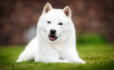 Hokkaido köpeği yeşil çimlerin üzerinde yatıyor.